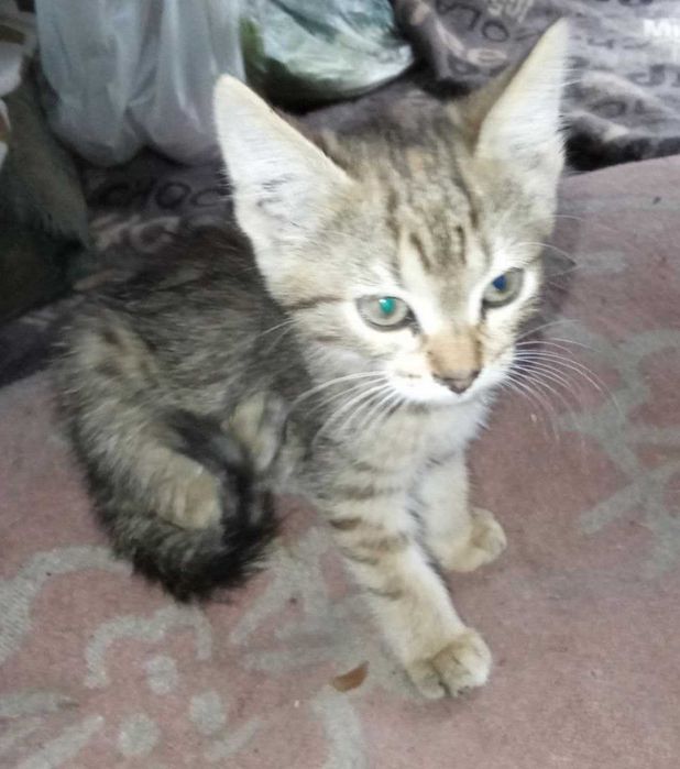 Сіро-руденьке кошеня-тигреня Санні, 1,5 міс