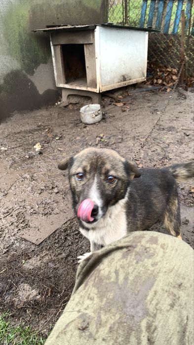 Песик шукає сімʼю ! Віддаємо песика люблячим людям. НЕ ДЛЯ ЛАНЦЮГА !