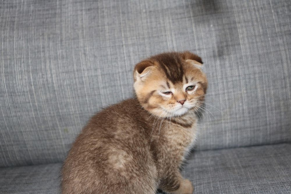 gatinho scottish fold golden brown
