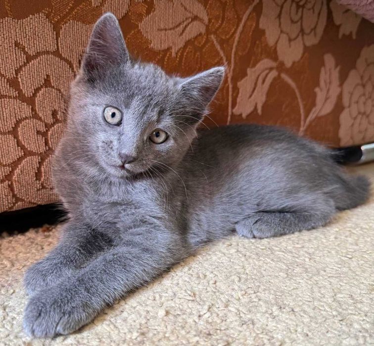 Пепельные котята, 2 месяца кот кошка