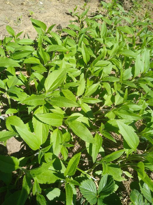 Topinambur małe sadzonki. Ostatni moment na przesadzenie.