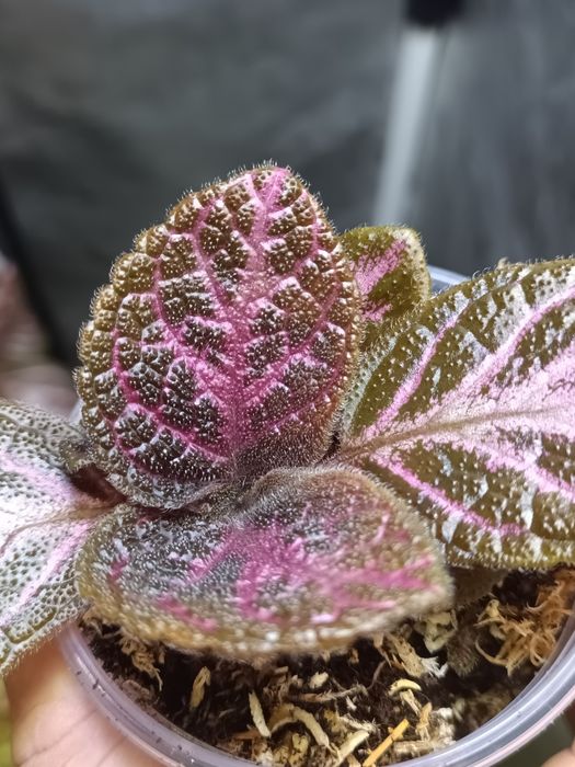 Rośliny do terrarium i paludarium – Alocasia Aurea Variegata, Episcia Magma