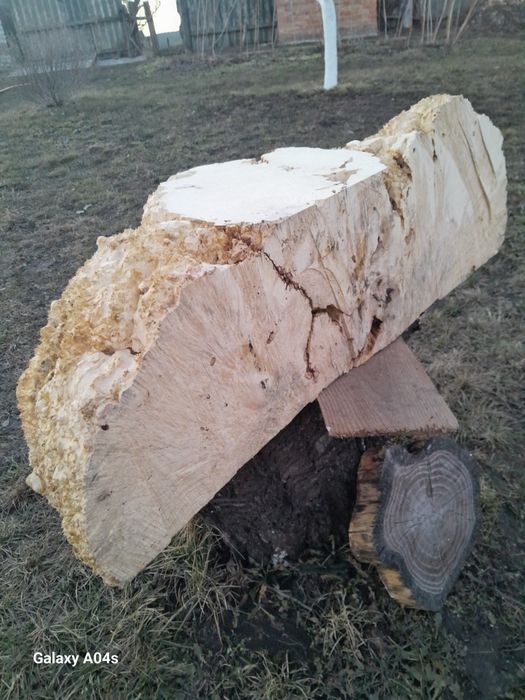 Великий зріз капа кленового для творчих робіт