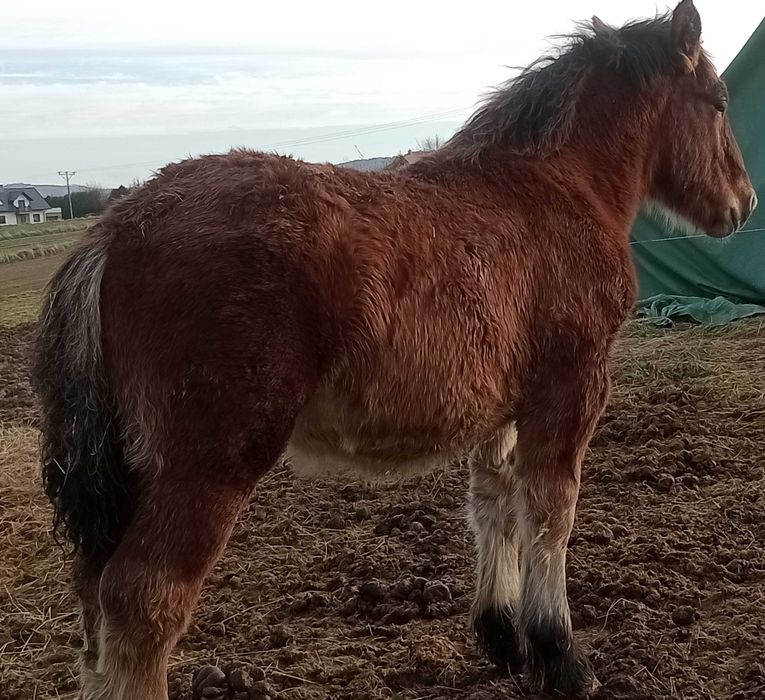 Źrebaki zimnokrwiste ogierki bardzo dobry rodowód