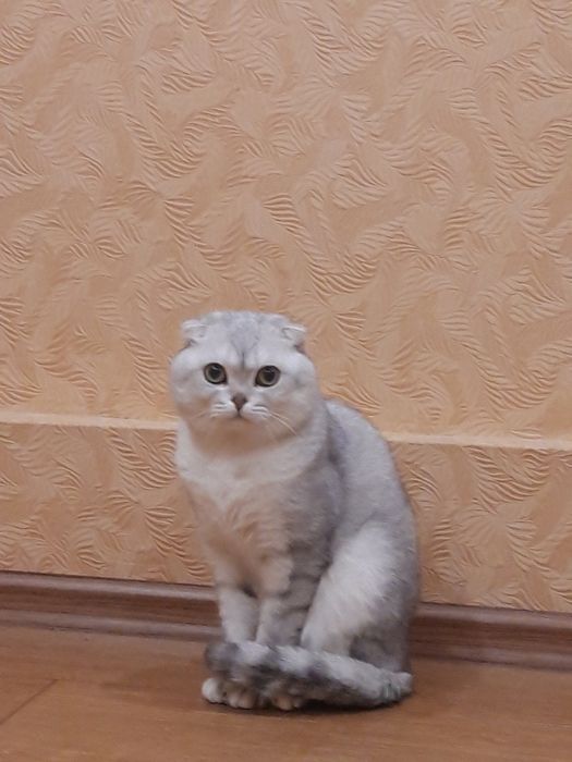 Шотландский вислоухий кот Бакс ищет девочку для вязки