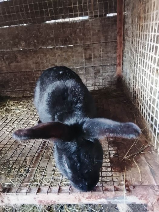 Продам або обміняю .
