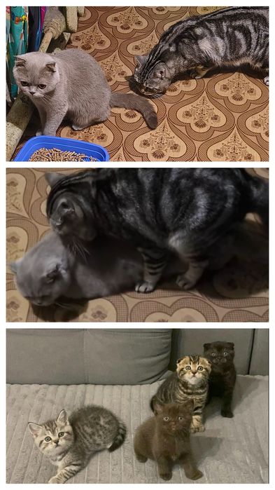 В'язка кота шотландець