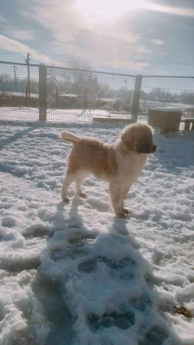 Дівчинка московської сторожової(одна)