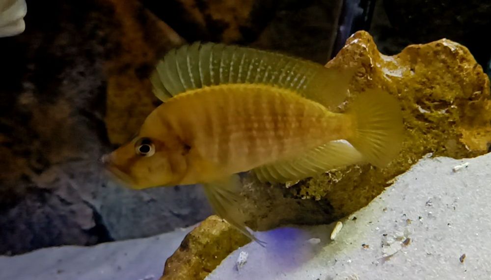 A,compressiceps mandatrin Rubumba