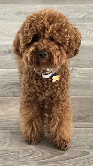 Той пудель вязка