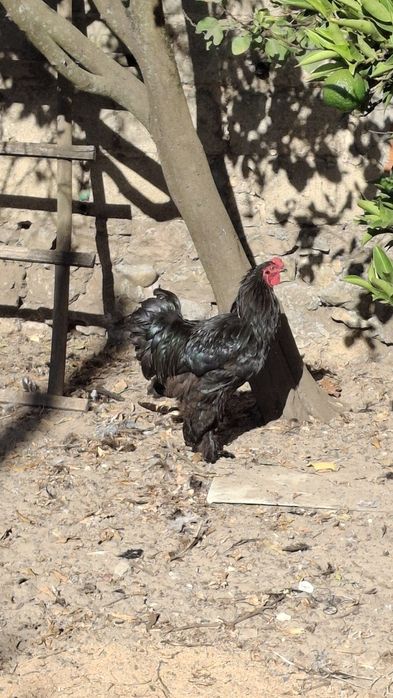 Galos e galinhas brahma black
