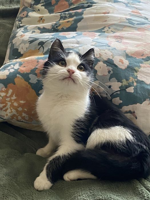 Шукаю родину для кошеняти чорно-біла 4-5 місяців чернівці сторожинець