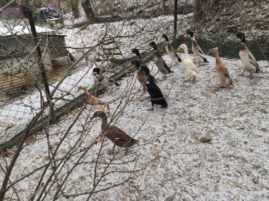 Sprzedam kaczora biegusa ,kaczka biegus różne barwy ptaków