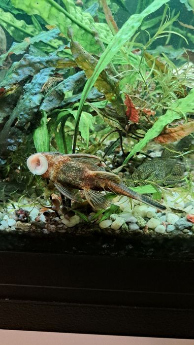 Glonojady rybki zamienie