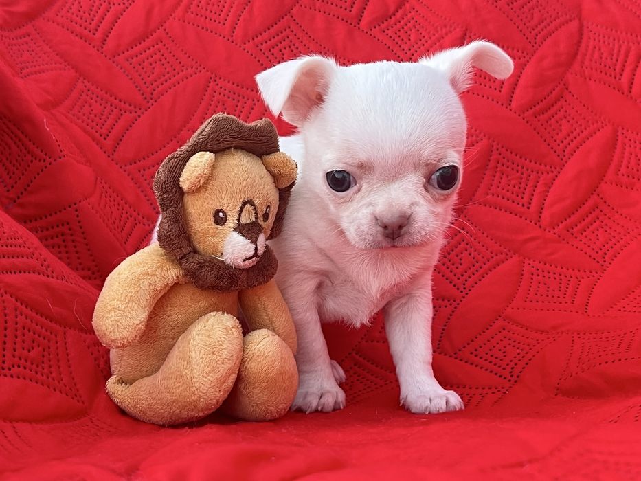 Chihuahua Macho Pelo Curto