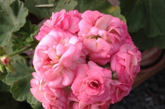 Продам укоренённый черенок пеларгонии Grainger's Antique Rose