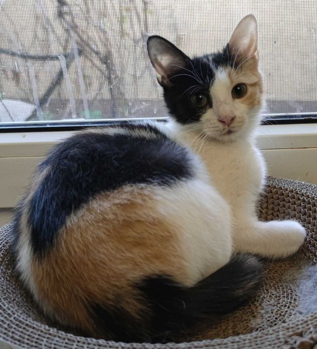 MOLLY – wieczne kocie dziecko