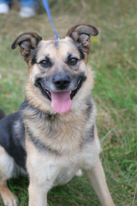 pies do adopcji za darmo