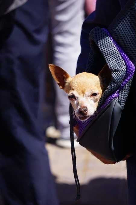 Bolsa mochila transportadora para cães e gatos NOVO PORTES GRÁTIS