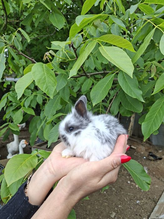 Króliki karzełki i mini lop.