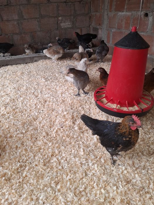 Aves de raça de várias idades