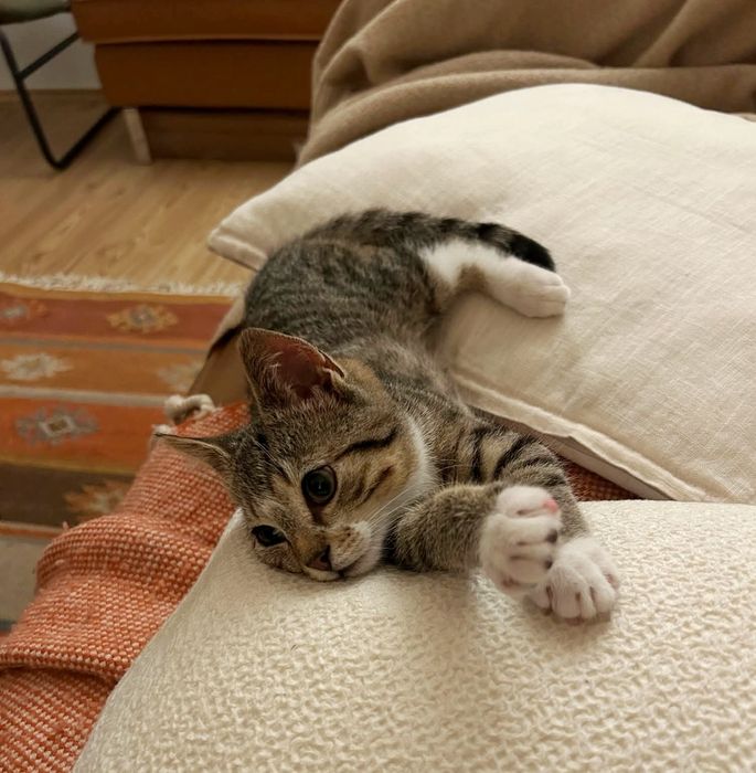 Młody Toto szuka domku!