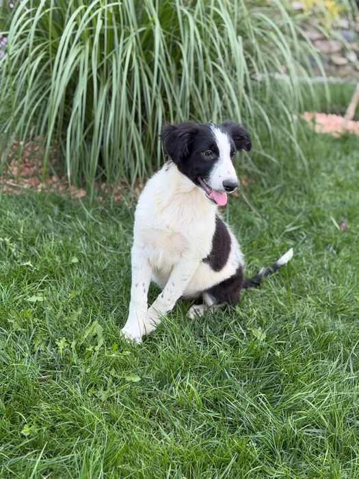 Piesek czarno bialy border collie