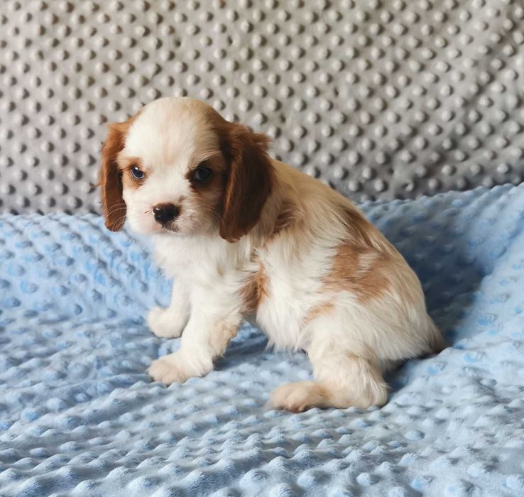 cavalier king charles spaniel – Tarnów – Psy – szczeniaki, dorosłe