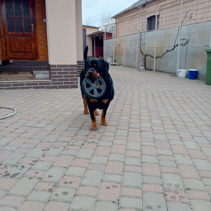 Цуценята ротвейлера