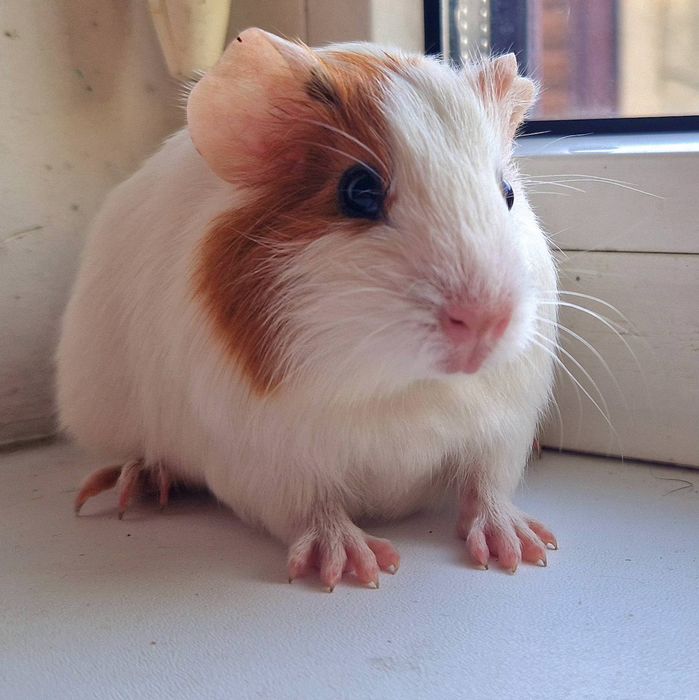 Морськая свиночка,морські свинки,морські свинки,свинки морськиє