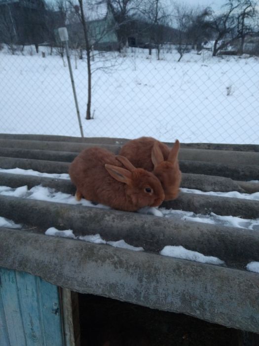 Продам  кролі є самці і самиці