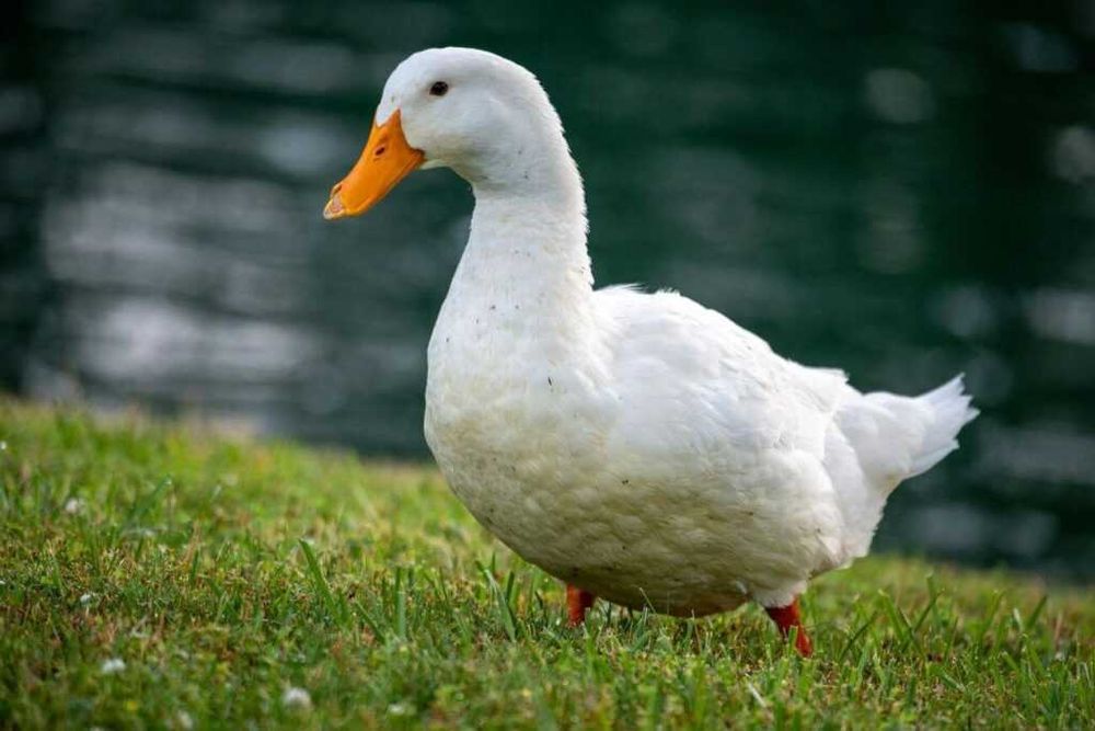 Kaczki mulard, pekin, dworka straropolska