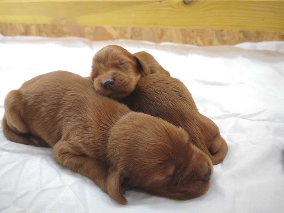 Seter Irlandzki FCI Suczka z rodowodem