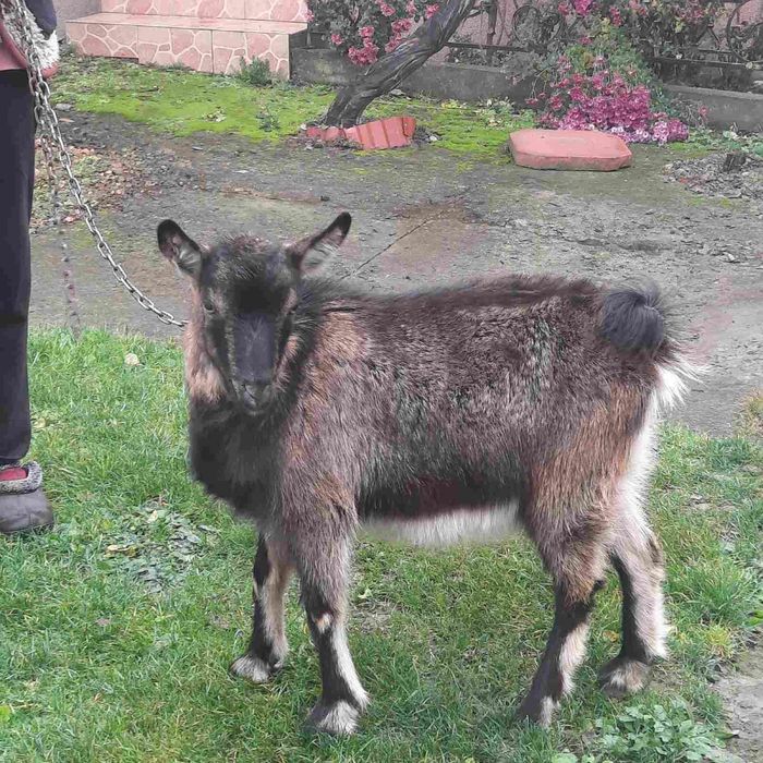 Молочна молода коза