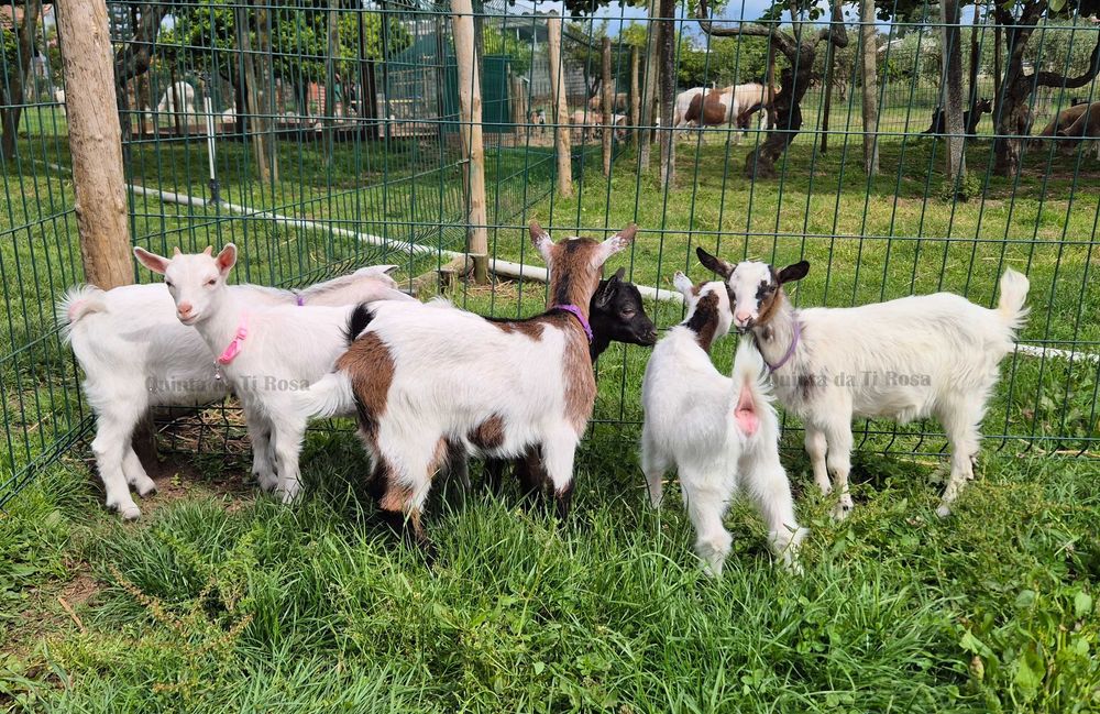 Cabras Fêmeas Micro Anãs e Anãs
