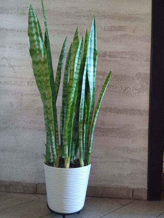 Вазон Сансеверія. Щучий хвіст. Тещин язик. Щучий хвост.Тьощин язик