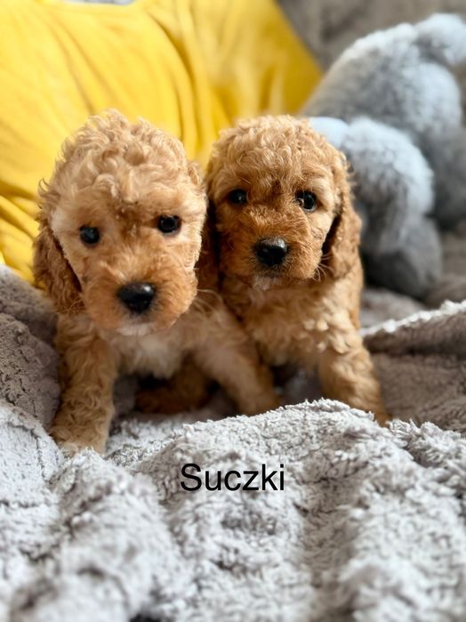 Cockapoo f1b śliczna suczka
