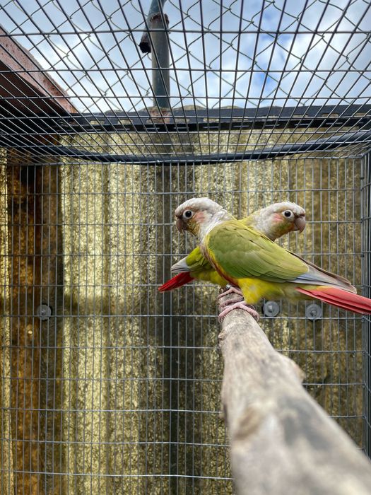 Casal Pyhurras canela