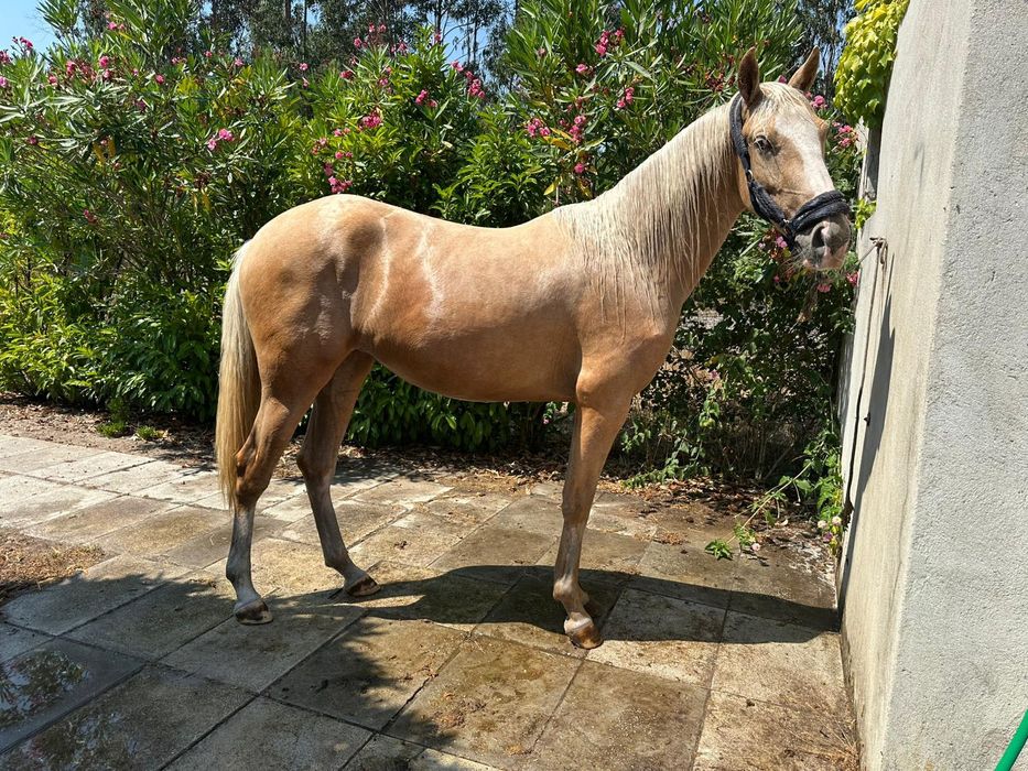 Égua palomina gestante 2 /3anos meiguinha