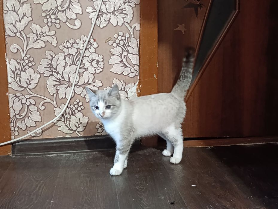 Дві дівчинки шукають родину