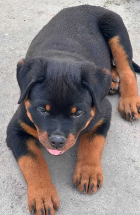 Rottweiler piękna sunia FCI