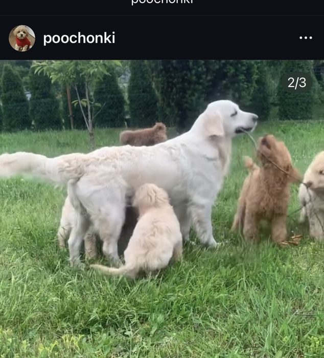 Goldendoodle F1 standard