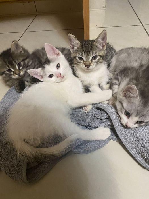 Відам котят в добрі руки