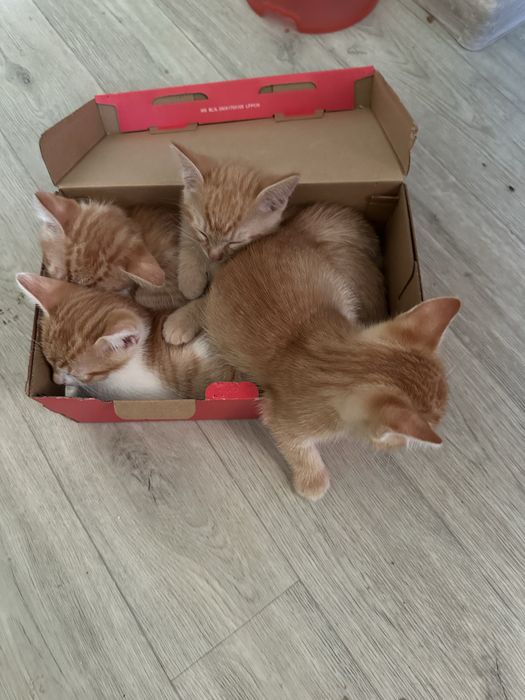 Котята в добрые руки
