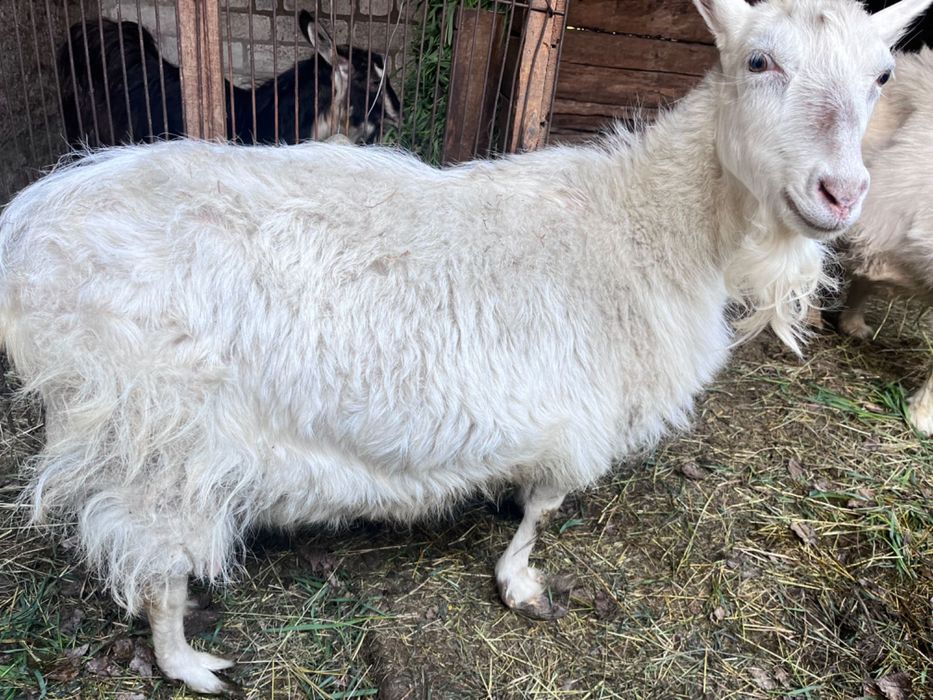 Продам козла і козу