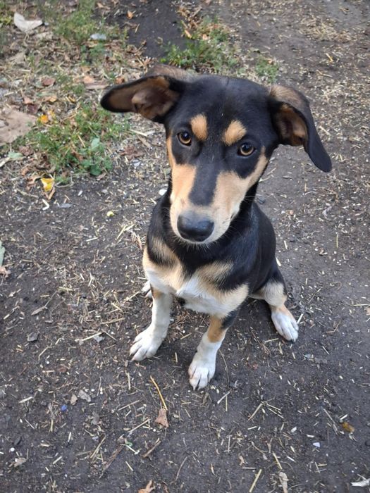 Собачки в добрі руки, маленька дівчинка