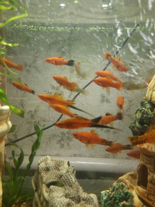 Меченосец. Аквариумные рыбки.