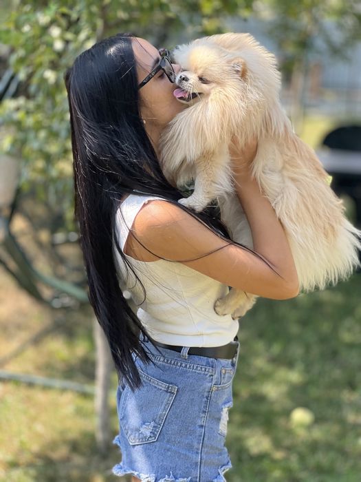 Вязка шпіц , ведмедик