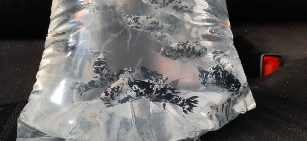 molinezja księżycowa nakrapiana