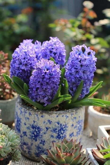 Гіацинти весняні